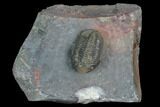Proetid (Timsaloproetus?) Trilobite - Jorf, Morocco #127720-1